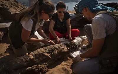 Construcciones Calderón apoya la nueva campaña de excavaciones de la UJA en Egipto, que ha descubierto 11 cocodrilos momificados